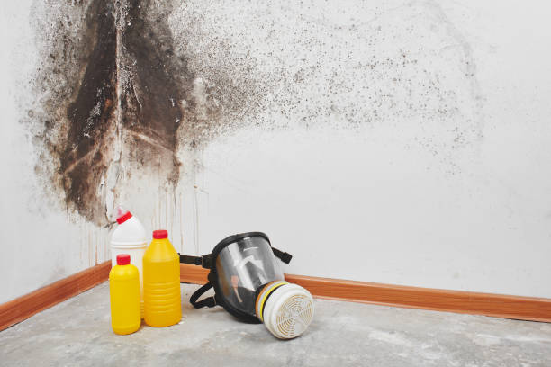 Attic Mold Removal in Mount Morris, MI