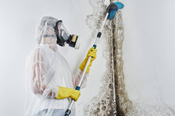 Best Fast Mold Removal  in Mount Morris, MI