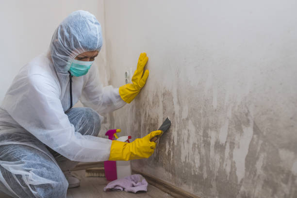 Best Mold Cleaning Services  in Mount Morris, MI