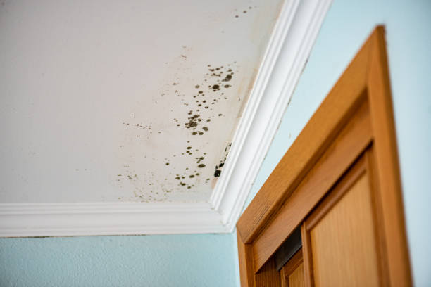 Reliable Mount Morris, MI Mold Removal Solutions