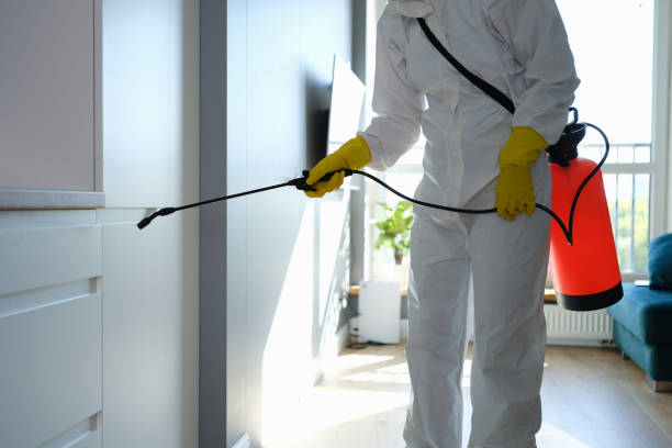 Mount Morris, MI Mold Removal Company