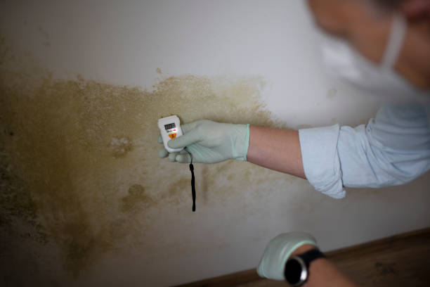 Best Black Mold Removal  in Mount Morris, MI