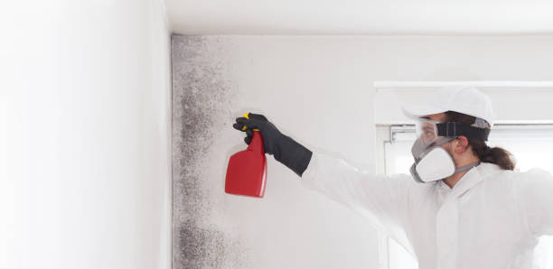 Certified Mold Removal in Mount Morris, MI