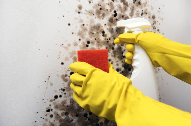 Best Emergency Mold Removal  in Mount Morris, MI