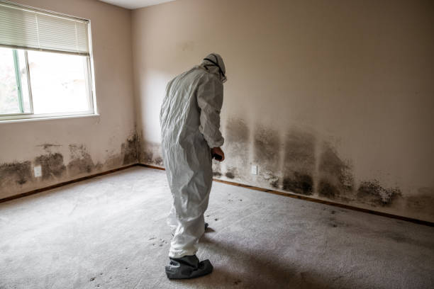 Mount Morris, MI Mold Removal Company