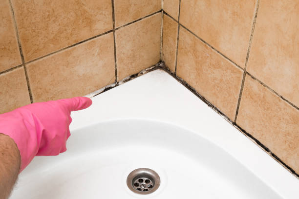 Best Mold Removal Near Me  in Mount Morris, MI